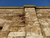 Wurzeln des Efeus mit Durchmessern bis ca. 5 cm befinden sich noch an und im Mauergefüge. / Subtropenterrassen in Stuttgart, Bad Cannstatt (strebewerk. Architekten GmbH)