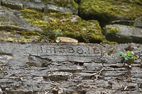 In Zementmörtel geritzte Inschrift an der oberen Kante des Strebepfeilers: iH 1888 iL / Stadtmauer in 79206 Breisach, Breisach am Rhein (12.2021 - S. King)
